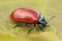 Chrysomela populi