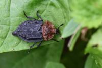 Oiceoptoma thoracicum