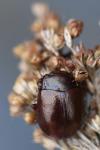 Chrysolina staphylaea