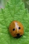 Coccinella septempunctata