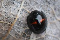 Chilocorus bipustulatus