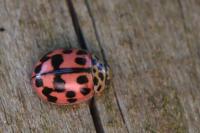 Oenopia conglobata