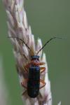 Cantharis flavilabris