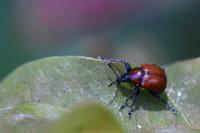 Attelabus nitens