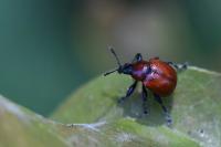 Attelabus nitens