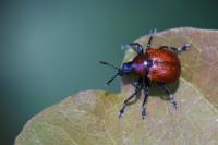 Attelabus nitens