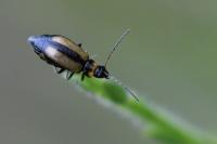 Calomicrus circumfusus
