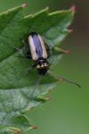 Calomicrus circumfusus