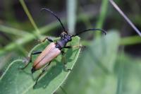 Stictoleptura rubra