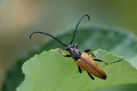 Stictoleptura rubra