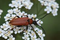 Stictoleptura rubra