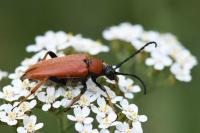 Stictoleptura rubra