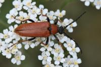 Stictoleptura rubra