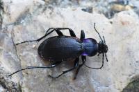 Carabus violaceus