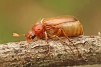 Amphimallon majale