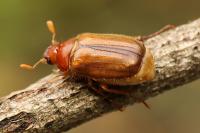 Amphimallon majale