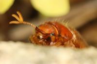 Amphimallon majale
