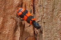 Trichodes alvearius