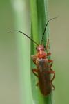 Cantharis
