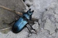Platycerus caraboides