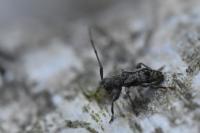 Leiopus femoratus