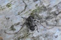 Leiopus femoratus