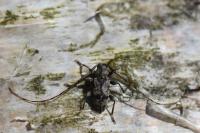 Leiopus femoratus
