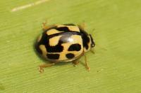 Propylea quatuordecimpunctata