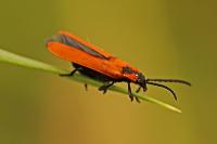 Lygistopterus sanguineus