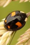 Harmonia axyridis