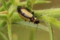 Calomicrus circumfusus