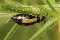 Calomicrus circumfusus