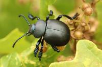 Timarcha tenebricosa