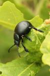 Timarcha tenebricosa