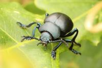 Timarcha tenebricosa