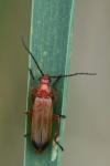 Rhagonycha fulva