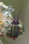 Malachius bipustulatus