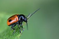 Cryptocephalus bipunctatus