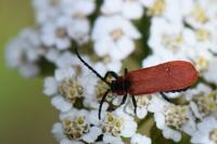 Lygistopterus sanguineus