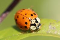 Harmonia axyridis