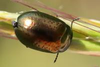 Chrysolina hyperici