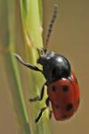 Cryptocephalus primarius