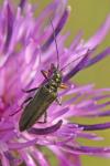Oedemera flavipes