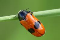 Clytra laeviuscula