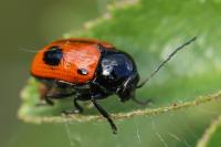 Cryptocephalus bipunctatus