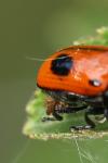 Cryptocephalus bipunctatus