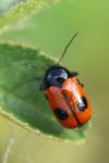 Cryptocephalus bipunctatus