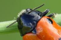 Clytra laeviuscula