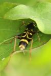 Xylotrechus arvicola