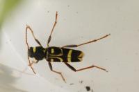 Xylotrechus arvicola
